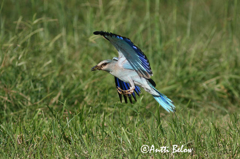 Avainsanat: Gaig blau Ellekrage Scharrelaar European Roller Siniraag Sininärhi Rollier d'Europe Blauracke Szalakóta Bláhrani Blåråke Rolieiro-comum Coracias garrulus Carraca Europea Blåkråka