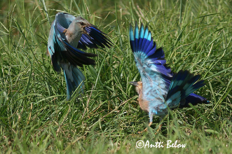 Avainsanat: Gaig blau Ellekrage Scharrelaar European Roller Siniraag Sininärhi Rollier d'Europe Blauracke Szalakóta Bláhrani Blåråke Rolieiro-comum Coracias garrulus Carraca Europea Blåkråka