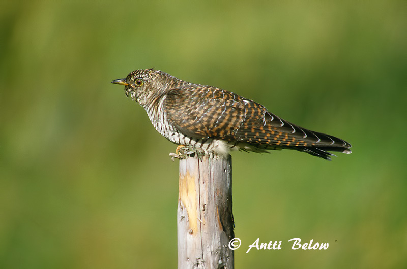 Avainsanat: Cucut Gøg Koekoek Common Cuckoo Kägu Käki Coucou gris Kuckuck Kakukk Gaukur Gjøk Cuco-canoro Cuculus canorus Cuco Europeo Gök