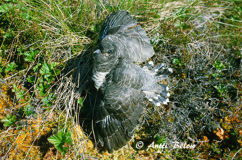 Avainsanat: Cucut Gøg Koekoek Common Cuckoo Kägu Käki Coucou gris Kuckuck Kakukk Gaukur Gjøk Cuco-canoro Cuculus canorus Cuco Europeo Gök