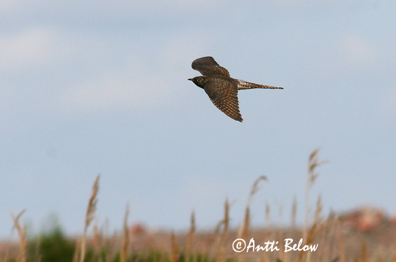 Avainsanat: Cucut Gøg Koekoek Common Cuckoo Kägu Käki Coucou gris Kuckuck Kakukk Gaukur Gjøk Cuco-canoro Cuculus canorus Cuco Europeo Gök