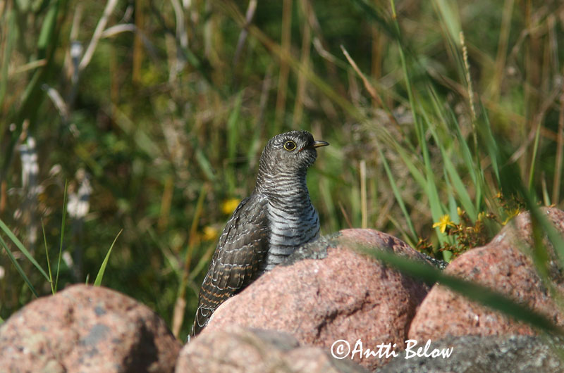 Avainsanat: Cucut Gøg Koekoek Common Cuckoo Kägu Käki Coucou gris Kuckuck Kakukk Gaukur Gjøk Cuco-canoro Cuculus canorus Cuco Europeo Gök