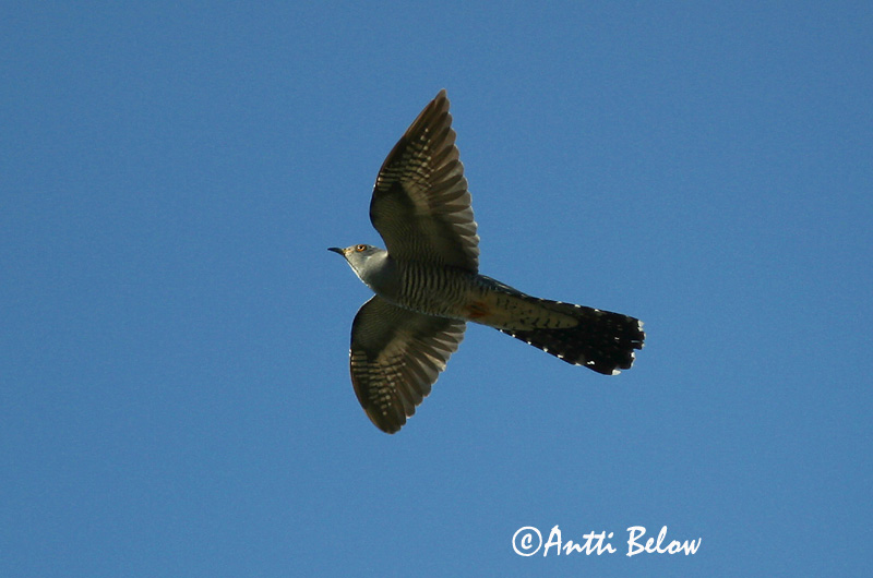 Avainsanat: Cucut Gøg Koekoek Common Cuckoo Kägu Käki Coucou gris Kuckuck Kakukk Gaukur Gjøk Cuco-canoro Cuculus canorus Cuco Europeo Gök
