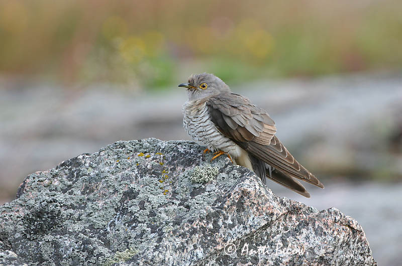 Avainsanat: Cucut Gøg Koekoek Common Cuckoo Kägu Käki Coucou gris Kuckuck Kakukk Gaukur Gjøk Cuco-canoro Cuculus canorus Cuco Europeo Gök