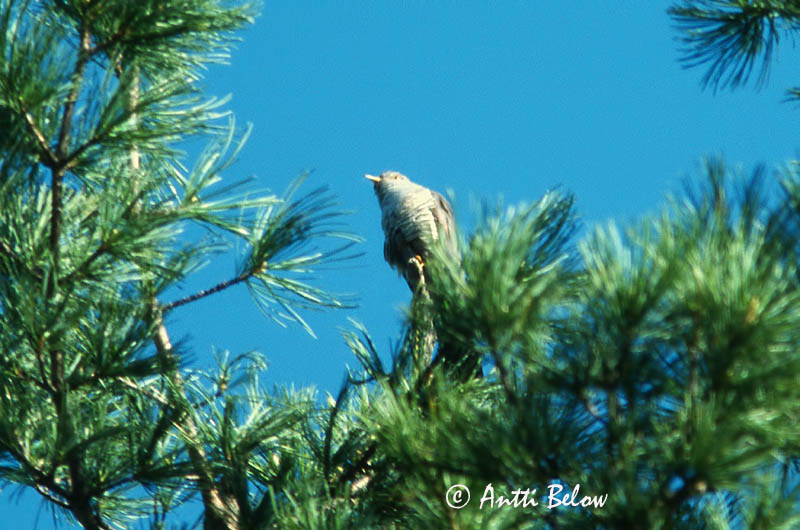 China, 6/01 (slide)
Avainsanat: Boskoekoek Oriental Cuckoo Coucou oriental Hopfkuckuck Orientgjøk Cuculus saturatus Cuco Siberiano Taigagök Idänkäki