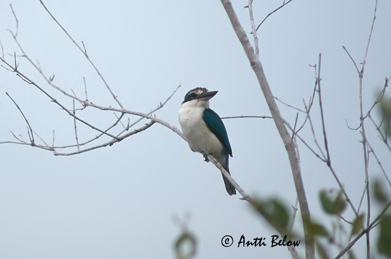 Avainsanat: Collared Kingfisher Turkoosikalastaja Martin-chasseur à collier blanc Halcyon chloris Mangrovekungsfiskare