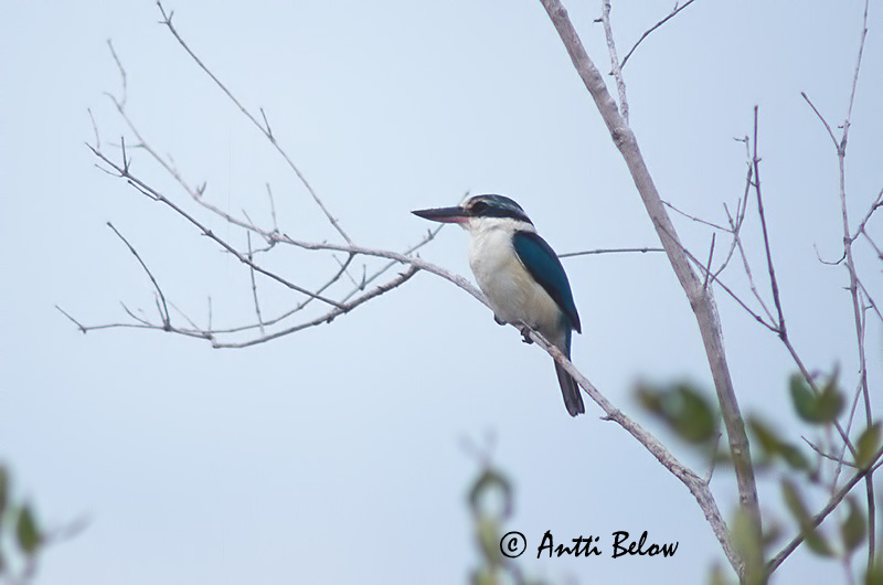 Avainsanat: Collared Kingfisher Turkoosikalastaja Martin-chasseur à collier blanc Halcyon chloris Mangrovekungsfiskare
