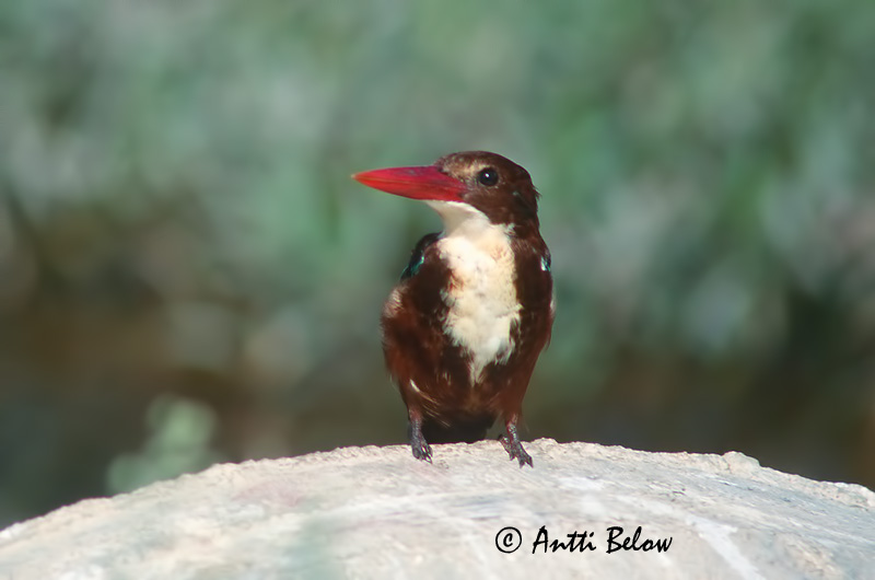 Avainsanat: Smyrnaijsvogel White-throated Kingfisher Martin-chasseur de Smyrne Braunliest Martin pescatore pettobianco Kastanjeisfugl Halcyon smyrnensis Martín Pescador Turco Smyrnakungsfiskare Smyrnankalastaja