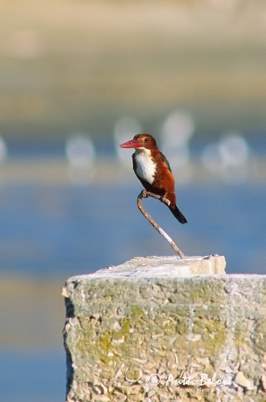 Avainsanat: Smyrnaijsvogel White-throated Kingfisher Martin-chasseur de Smyrne Braunliest Martin pescatore pettobianco Kastanjeisfugl Halcyon smyrnensis Martín Pescador Turco Smyrnakungsfiskare Smyrnankalastaja