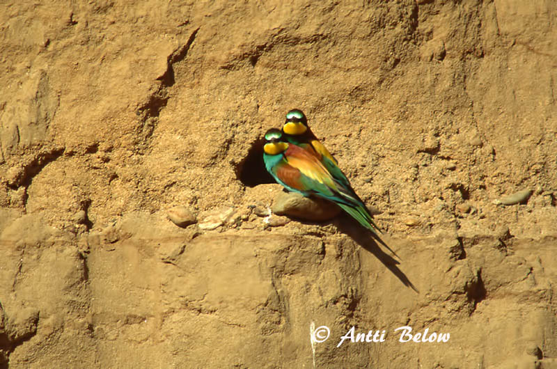 Avainsanat: Biæder Bijeneter European Bee-eater Mesilasenäpp Mehiläissyöjä Guêpier d'Europe Bienenfresser Gyurgyalag Býsvelgur Gruccione Bieter Abelharuco-comum Merops apiaster Abejaruco Común Biätare