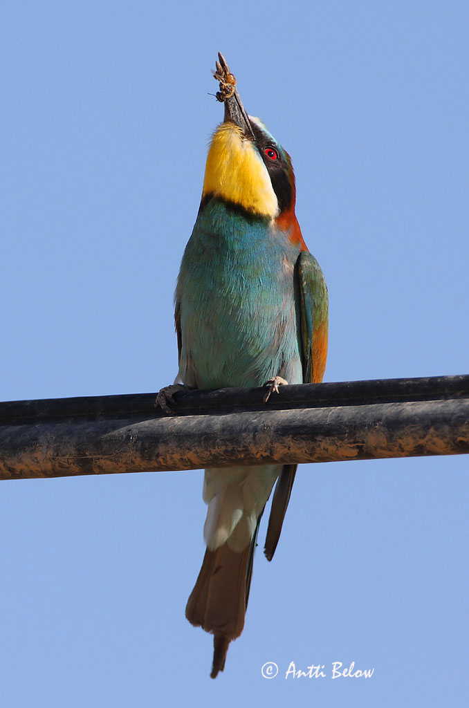 Avainsanat: Biæder Bijeneter European Bee-eater Mesilasenäpp Mehiläissyöjä Guêpier d'Europe Bienenfresser Gyurgyalag Býsvelgur Gruccione Bieter Abelharuco-comum Merops apiaster Abejaruco Común Biätare