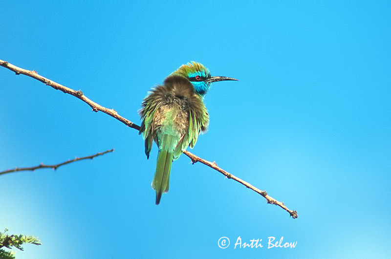 Avainsanat: Pikkumehiläissyöjä Kleine groene bijeneter Green Bee-eater Guêpier d'Orient Schmaragdspint Gruccione verde africano Beryllbieter Merops orientalis Abejaruco Oriental Grön dvärgbiätare