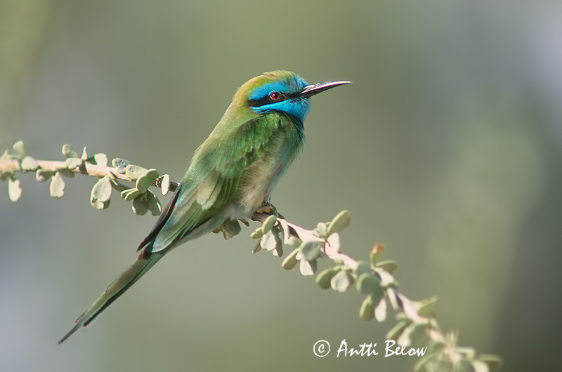 Avainsanat: Pikkumehiläissyöjä Kleine groene bijeneter Green Bee-eater Guêpier d'Orient Schmaragdspint Gruccione verde africano Beryllbieter Merops orientalis Abejaruco Oriental Grön dvärgbiätare