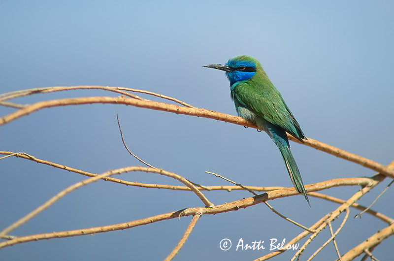 Avainsanat: Pikkumehiläissyöjä Kleine groene bijeneter Green Bee-eater Guêpier d'Orient Schmaragdspint Gruccione verde africano Beryllbieter Merops orientalis Abejaruco Oriental Grön dvärgbiätare