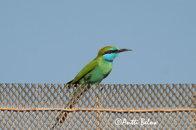 Avainsanat: Pikkumehiläissyöjä Kleine groene bijeneter Green Bee-eater Guêpier d'Orient Schmaragdspint Gruccione verde africano Beryllbieter Merops orientalis Abejaruco Oriental Grön dvärgbiätare