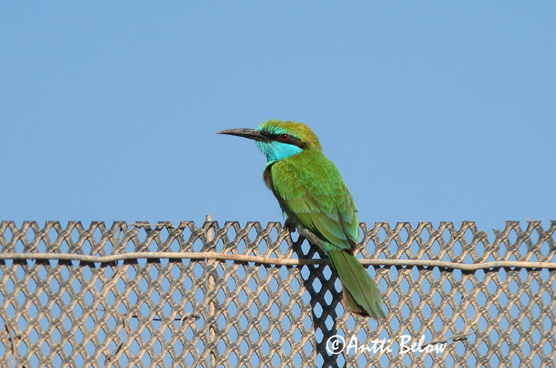 Avainsanat: Pikkumehiläissyöjä Kleine groene bijeneter Green Bee-eater Guêpier d'Orient Schmaragdspint Gruccione verde africano Beryllbieter Merops orientalis Abejaruco Oriental Grön dvärgbiätare