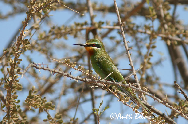 Avainsanat: Grøn biæder Blue-cheeked Bee-eater Vihermehiläissyöjä Guêpier de Madagascar Zöld gyurgyalag Flugnasvelgur Gruccione egiziano Blåkinnbieter Abelharuco-de-garganta-vermelha Merops superciliosus