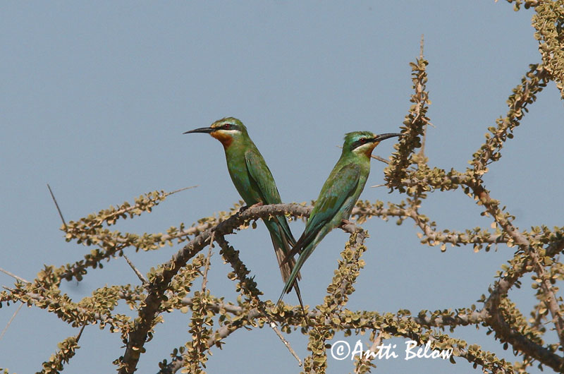Avainsanat: Grøn biæder Blue-cheeked Bee-eater Vihermehiläissyöjä Guêpier de Madagascar Zöld gyurgyalag Flugnasvelgur Gruccione egiziano Blåkinnbieter Abelharuco-de-garganta-vermelha Merops superciliosus