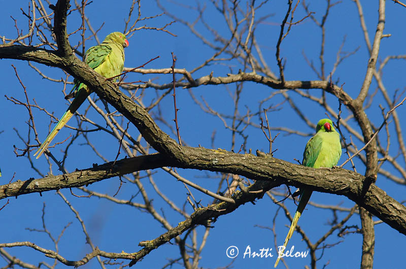 Rome, Italy 12/08
Avainsanat: Cotorra de Kramer Halsbandparkiet Rose-ringed Parakeet Perruche à collier Halsbandsittich Halsbåndparakitt Psittacula krameri Periquito de Collar Halsbandsparakit Aleksanterinkaija