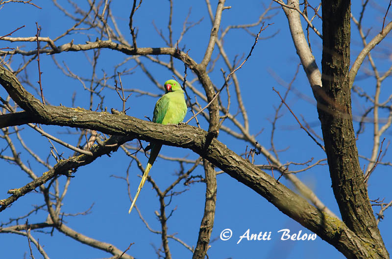 Avainsanat: Cotorra de Kramer Halsbandparkiet Rose-ringed Parakeet Perruche à collier Halsbandsittich Halsbåndparakitt Psittacula krameri Periquito de Collar Halsbandsparakit Aleksanterinkaija
