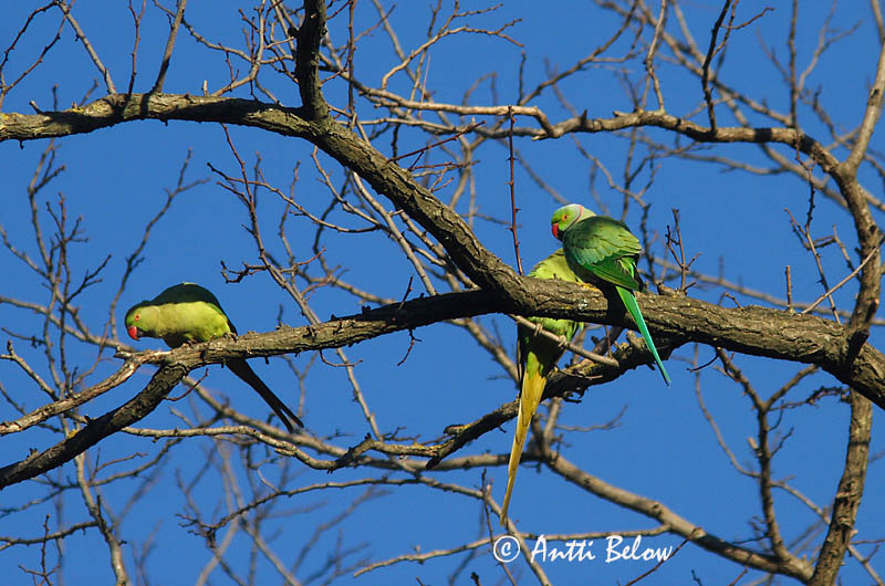 Rome, Italy 12/09
Avainsanat: Cotorra de Kramer Halsbandparkiet Rose-ringed Parakeet Perruche à collier Halsbandsittich Halsbåndparakitt Psittacula krameri Periquito de Collar Halsbandsparakit Aleksanterinkaija