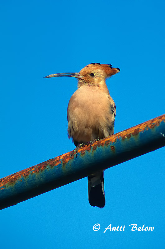 Avainsanat: Puput Hærfugl Hop Eurasian Hoopoe Vaenukägu Harjalintu Huppe fasciée Wiedehopf Búbos banka Herfugl Upupa Hærfugl Poupa Upupa epops Abubilla Härfågel