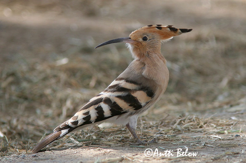 Avainsanat: Puput Hærfugl Hop Eurasian Hoopoe Vaenukägu Harjalintu Huppe fasciée Wiedehopf Búbos banka Herfugl Upupa Hærfugl Poupa Upupa epops Abubilla Härfågel