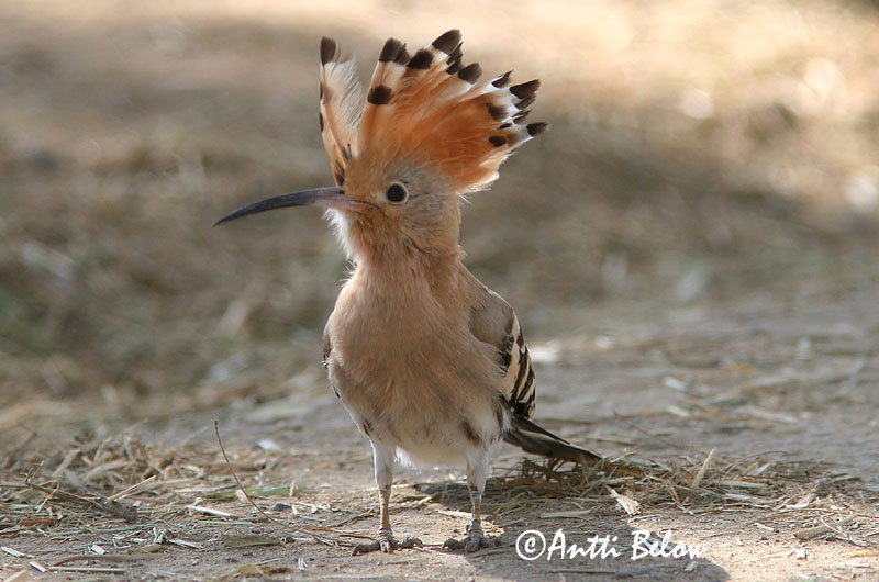 Avainsanat: Puput Hærfugl Hop Eurasian Hoopoe Vaenukägu Harjalintu Huppe fasciée Wiedehopf Búbos banka Herfugl Upupa Hærfugl Poupa Upupa epops Abubilla Härfågel