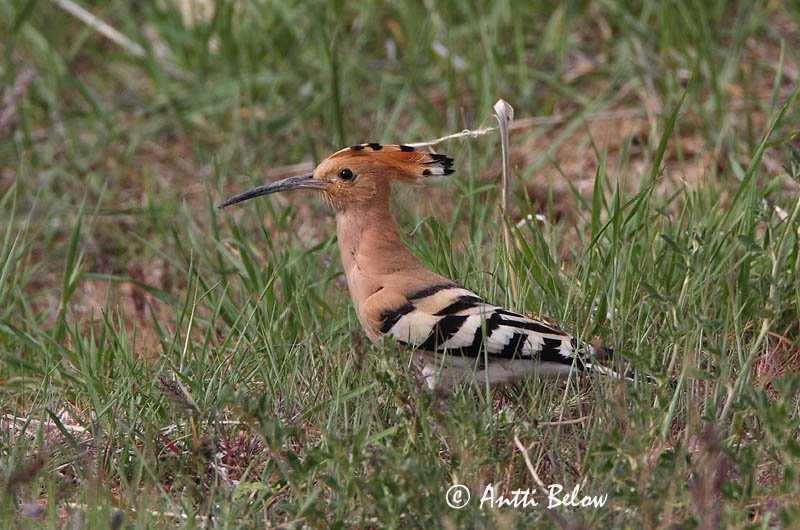 Avainsanat: Puput Hærfugl Hop Eurasian Hoopoe Vaenukägu Harjalintu Huppe fasciée Wiedehopf Búbos banka Herfugl Upupa Hærfugl Poupa Upupa epops Abubilla Härfågel