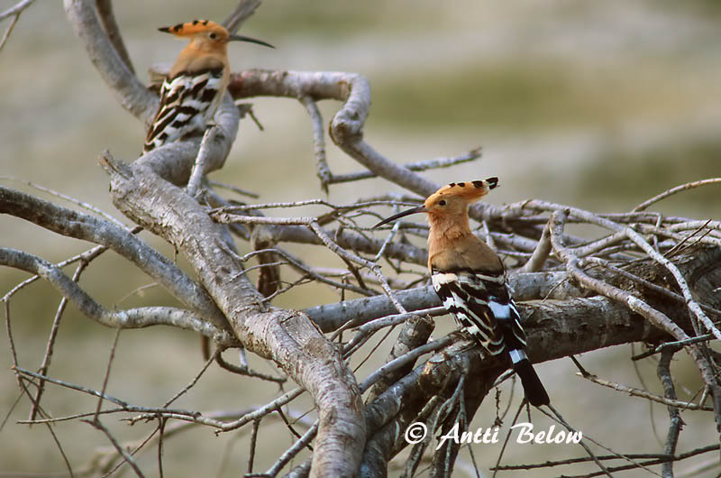Avainsanat: Puput Hærfugl Hop Eurasian Hoopoe Vaenukägu Harjalintu Huppe fasciée Wiedehopf Búbos banka Herfugl Upupa Hærfugl Poupa Upupa epops Abubilla Härfågel