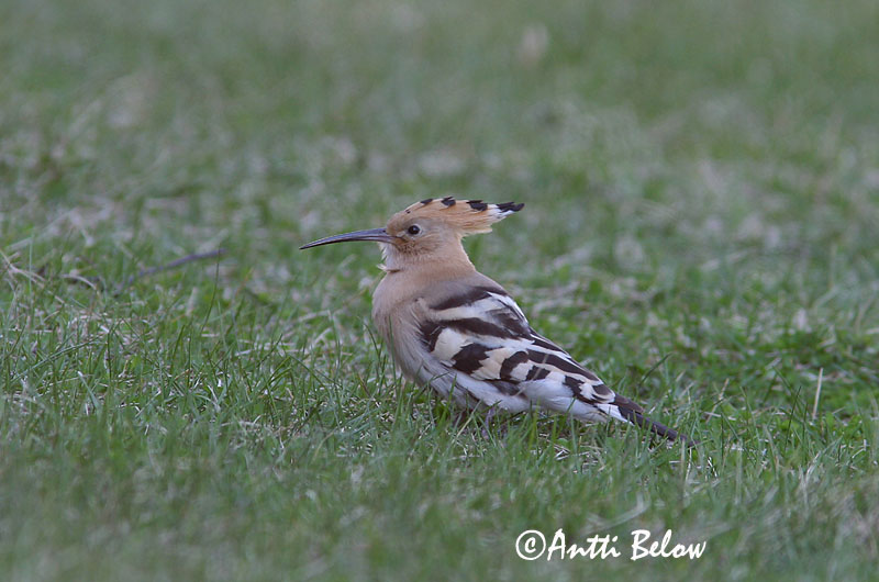 Avainsanat: Puput Hærfugl Hop Eurasian Hoopoe Vaenukägu Harjalintu Huppe fasciée Wiedehopf Búbos banka Herfugl Upupa Hærfugl Poupa Upupa epops Abubilla Härfågel
