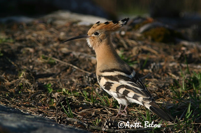 Avainsanat: Puput Hærfugl Hop Eurasian Hoopoe Vaenukägu Harjalintu Huppe fasciée Wiedehopf Búbos banka Herfugl Upupa Hærfugl Poupa Upupa epops Abubilla Härfågel