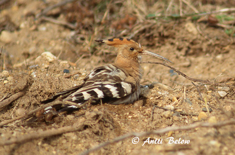 Avainsanat: Puput Hærfugl Hop Eurasian Hoopoe Vaenukägu Harjalintu Huppe fasciée Wiedehopf Búbos banka Herfugl Upupa Hærfugl Poupa Upupa epops Abubilla Härfågel