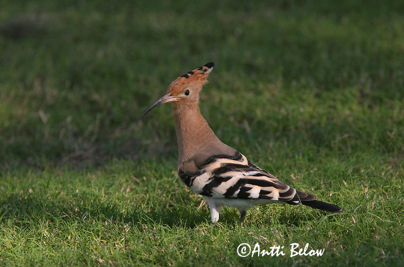Avainsanat: Puput Hærfugl Hop Eurasian Hoopoe Vaenukägu Harjalintu Huppe fasciée Wiedehopf Búbos banka Herfugl Upupa Hærfugl Poupa Upupa epops Abubilla Härfågel
