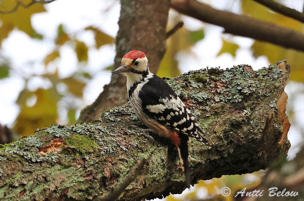 Helsinki Vanhankaupunginlahti
Avainsanat: Picot garser dorsiblanc Hvidrygget spætte Witrugspecht White-backed Woodpecker Valgeselg Valkoselkätikka Pic à dos blanc Weißrückenspecht Fehérhátú fakopáncs Drumbspæta Picchio dorsobianco Hvitryggspett Pica-pau-de-dorso-branco Dendrocopos leuc