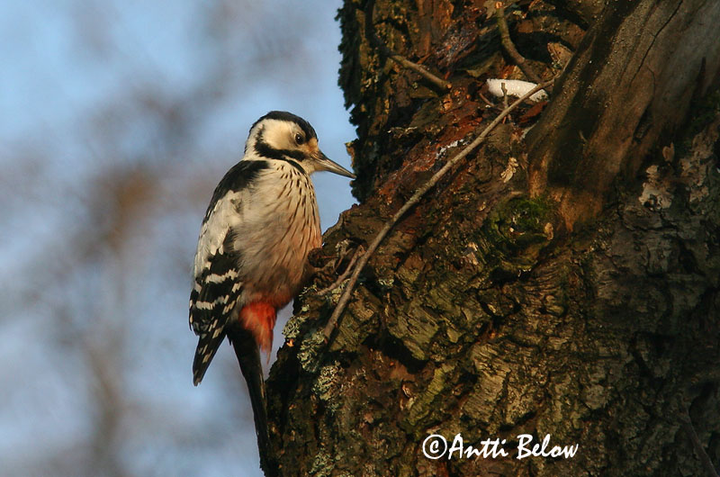 Avainsanat: Picot garser dorsiblanc Hvidrygget spætte Witrugspecht White-backed Woodpecker Valgeselg Valkoselkätikka Pic à dos blanc Weißrückenspecht Fehérhátú fakopáncs Drumbspæta Picchio dorsobianco Hvitryggspett Pica-pau-de-dorso-branco Dendrocopos leuc