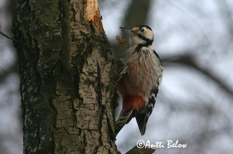 Avainsanat: Picot garser dorsiblanc Hvidrygget spætte Witrugspecht White-backed Woodpecker Valgeselg Valkoselkätikka Pic à dos blanc Weißrückenspecht Fehérhátú fakopáncs Drumbspæta Picchio dorsobianco Hvitryggspett Pica-pau-de-dorso-branco Dendrocopos leuc