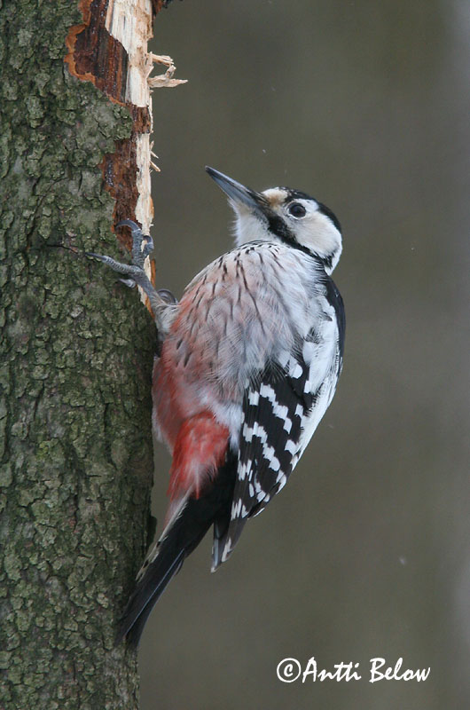 Avainsanat: Picot garser dorsiblanc Hvidrygget spætte Witrugspecht White-backed Woodpecker Valgeselg Valkoselkätikka Pic à dos blanc Weißrückenspecht Fehérhátú fakopáncs Drumbspæta Picchio dorsobianco Hvitryggspett Pica-pau-de-dorso-branco Dendrocopos leuc