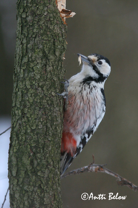 Avainsanat: Picot garser dorsiblanc Hvidrygget spætte Witrugspecht White-backed Woodpecker Valgeselg Valkoselkätikka Pic à dos blanc Weißrückenspecht Fehérhátú fakopáncs Drumbspæta Picchio dorsobianco Hvitryggspett Pica-pau-de-dorso-branco Dendrocopos leuc
