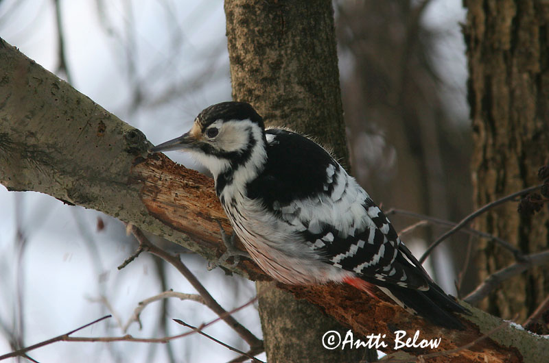 Avainsanat: Picot garser dorsiblanc Hvidrygget spætte Witrugspecht White-backed Woodpecker Valgeselg Valkoselkätikka Pic à dos blanc Weißrückenspecht Fehérhátú fakopáncs Drumbspæta Picchio dorsobianco Hvitryggspett Pica-pau-de-dorso-branco Dendrocopos leuc