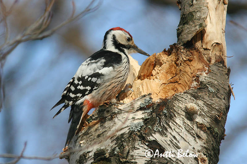 Avainsanat: Picot garser dorsiblanc Hvidrygget spætte Witrugspecht White-backed Woodpecker Valgeselg Valkoselkätikka Pic à dos blanc Weißrückenspecht Fehérhátú fakopáncs Drumbspæta Picchio dorsobianco Hvitryggspett Pica-pau-de-dorso-branco Dendrocopos leuc