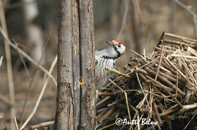 Avainsanat: Picot garser dorsiblanc Hvidrygget spætte Witrugspecht White-backed Woodpecker Valgeselg Valkoselkätikka Pic à dos blanc Weißrückenspecht Fehérhátú fakopáncs Drumbspæta Picchio dorsobianco Hvitryggspett Pica-pau-de-dorso-branco Dendrocopos leuc