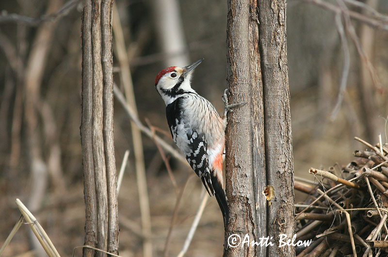 Avainsanat: Picot garser dorsiblanc Hvidrygget spætte Witrugspecht White-backed Woodpecker Valgeselg Valkoselkätikka Pic à dos blanc Weißrückenspecht Fehérhátú fakopáncs Drumbspæta Picchio dorsobianco Hvitryggspett Pica-pau-de-dorso-branco Dendrocopos leuc