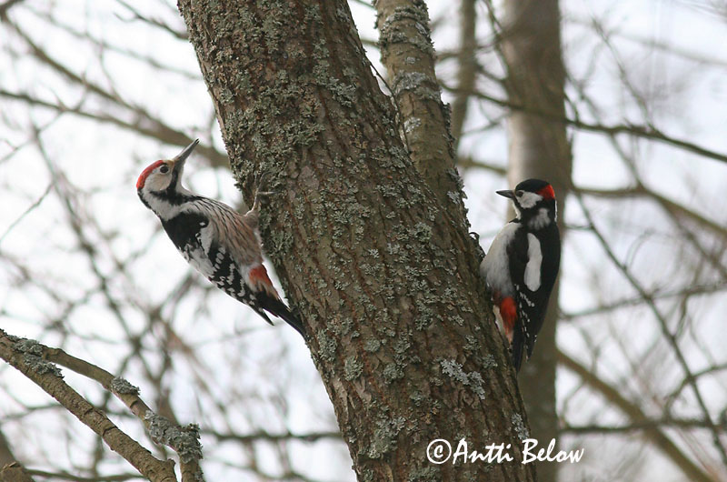 Avainsanat: Picot garser dorsiblanc Hvidrygget spætte Witrugspecht White-backed Woodpecker Valgeselg Valkoselkätikka Pic à dos blanc Weißrückenspecht Fehérhátú fakopáncs Drumbspæta Picchio dorsobianco Hvitryggspett Pica-pau-de-dorso-branco Dendrocopos leuc