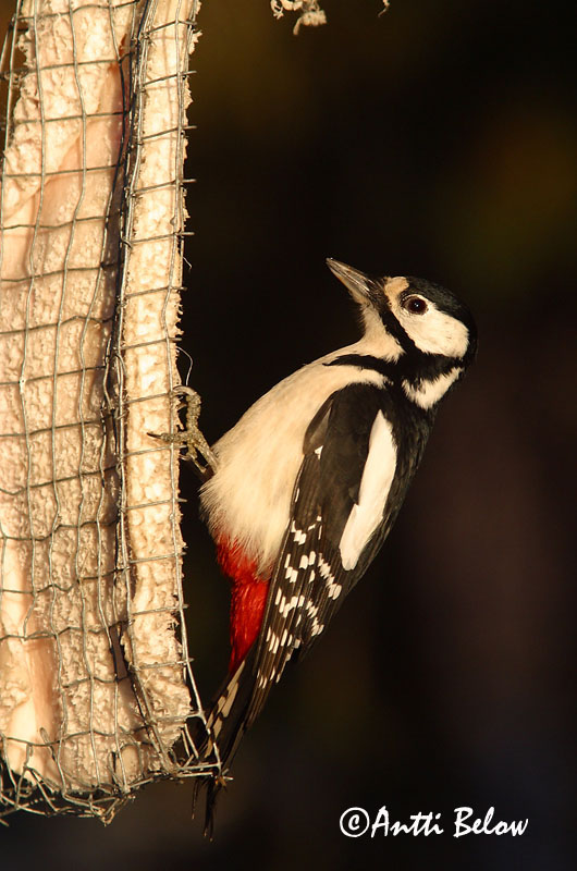 Avainsanat: Pikkujoutsen Cigne petit Pibesvane Kleine zwaan Tundra Swan Väikeluik Cygne de Bewick Zwergschwan Kis hattyú Dvergsvanur Dvergsvane Cisne-pequeno Cygnus columbianus Cisne Chico Mindre sångsvan Tundrasvan