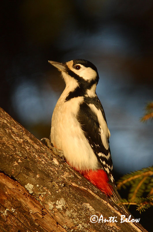 Avainsanat: Picot garser gros Stor flagspætte Grote bonte specht Great Spotted Woodpecker Suur-kirjurähn Käpytikka Pic épeiche Buntspecht Nagy fakopáncs Barrspæta Picchio rosso maggiore Flaggspett Pica-pau-malhado-grande Dendrocopos major Pico Picapinos Större
