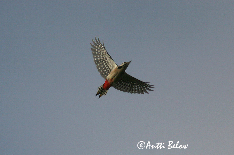 Avainsanat: Picot garser gros Stor flagspætte Grote bonte specht Great Spotted Woodpecker Suur-kirjurähn Käpytikka Pic épeiche Buntspecht Nagy fakopáncs Barrspæta Picchio rosso maggiore Flaggspett Pica-pau-malhado-grande Dendrocopos major Pico Picapinos Större