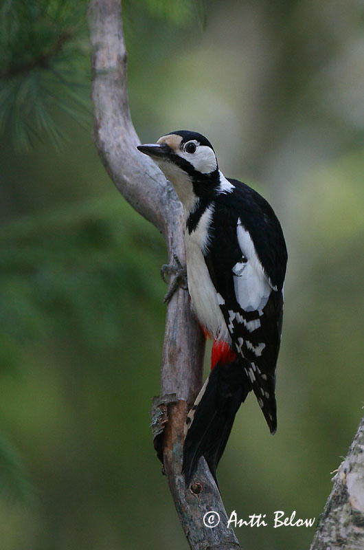 Avainsanat: Pikkujoutsen Cigne petit Pibesvane Kleine zwaan Tundra Swan Väikeluik Cygne de Bewick Zwergschwan Kis hattyú Dvergsvanur Dvergsvane Cisne-pequeno Cygnus columbianus Cisne Chico Mindre sångsvan Tundrasvan