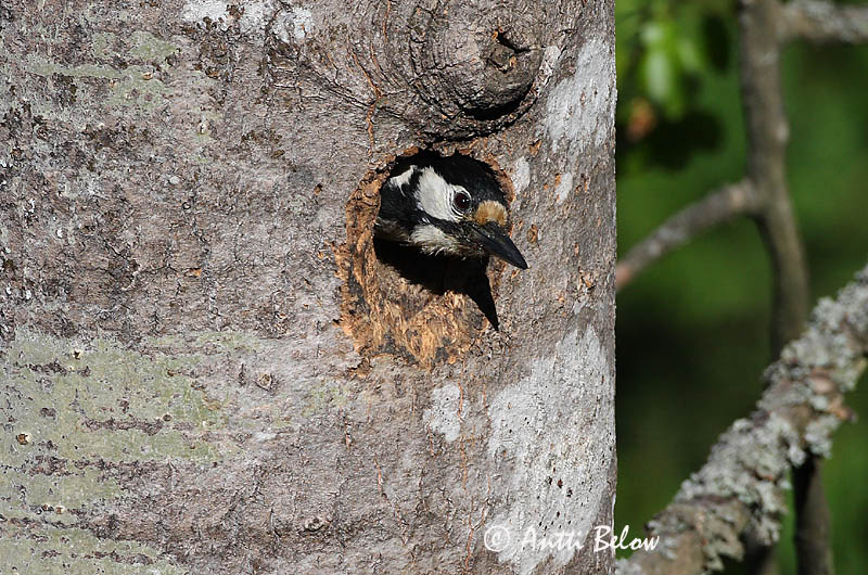 Avainsanat: Pikkujoutsen Cigne petit Pibesvane Kleine zwaan Tundra Swan Väikeluik Cygne de Bewick Zwergschwan Kis hattyú Dvergsvanur Dvergsvane Cisne-pequeno Cygnus columbianus Cisne Chico Mindre sångsvan Tundrasvan