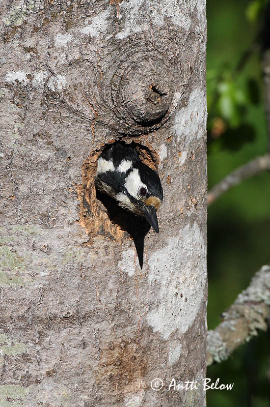 Avainsanat: Pikkujoutsen Cigne petit Pibesvane Kleine zwaan Tundra Swan Väikeluik Cygne de Bewick Zwergschwan Kis hattyú Dvergsvanur Dvergsvane Cisne-pequeno Cygnus columbianus Cisne Chico Mindre sångsvan Tundrasvan